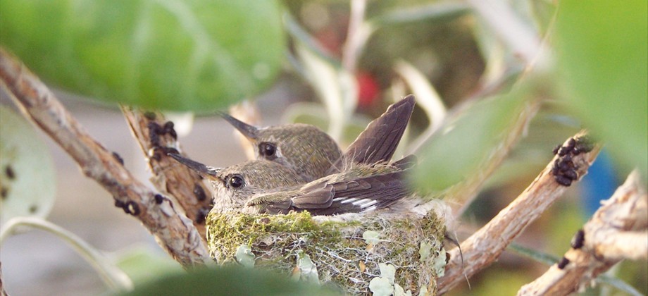 Hummingbirds - From hatching to flight