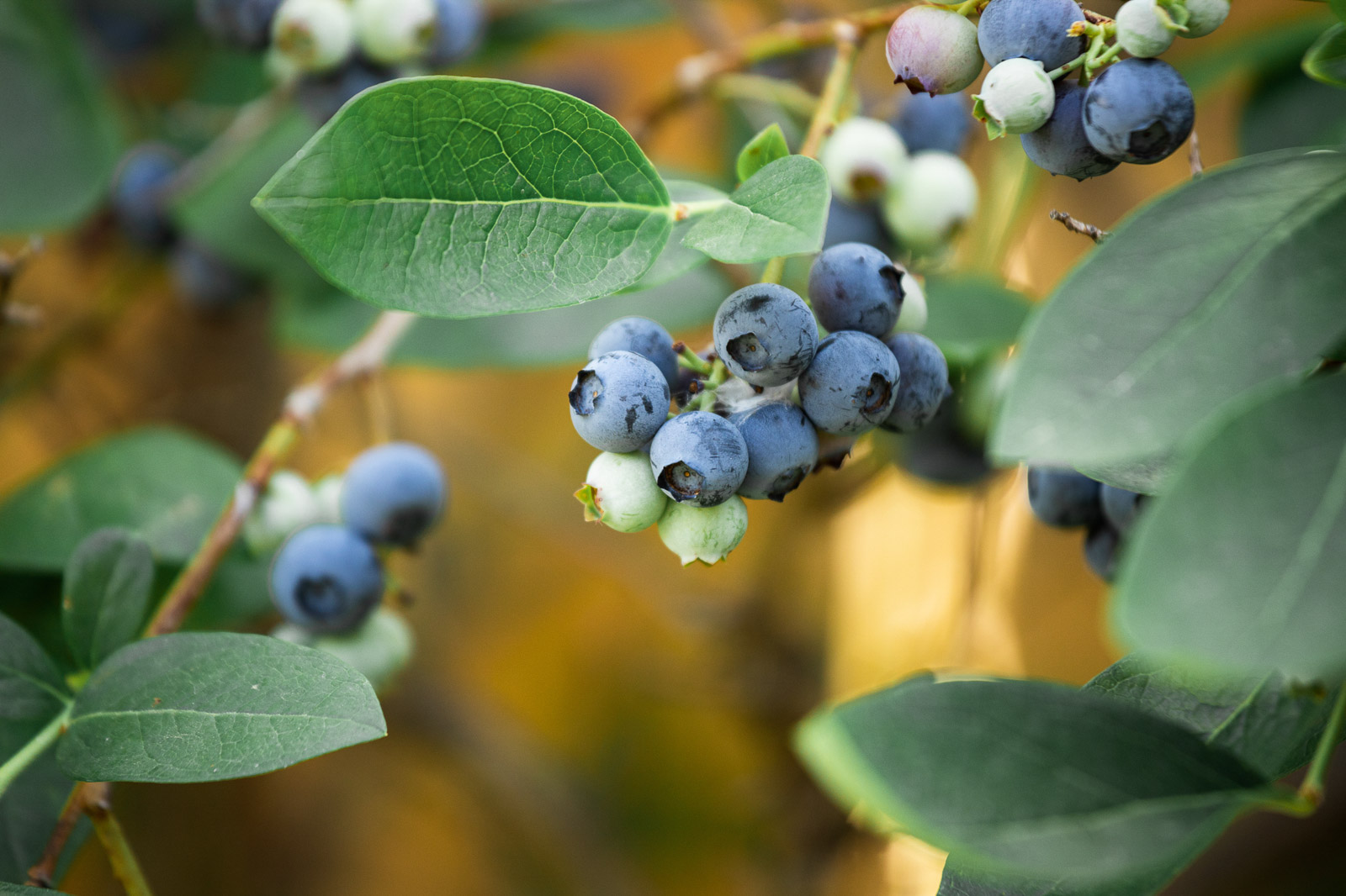 Mid City Nursery - Your source for gardening and plant information in Napa  and Solano County