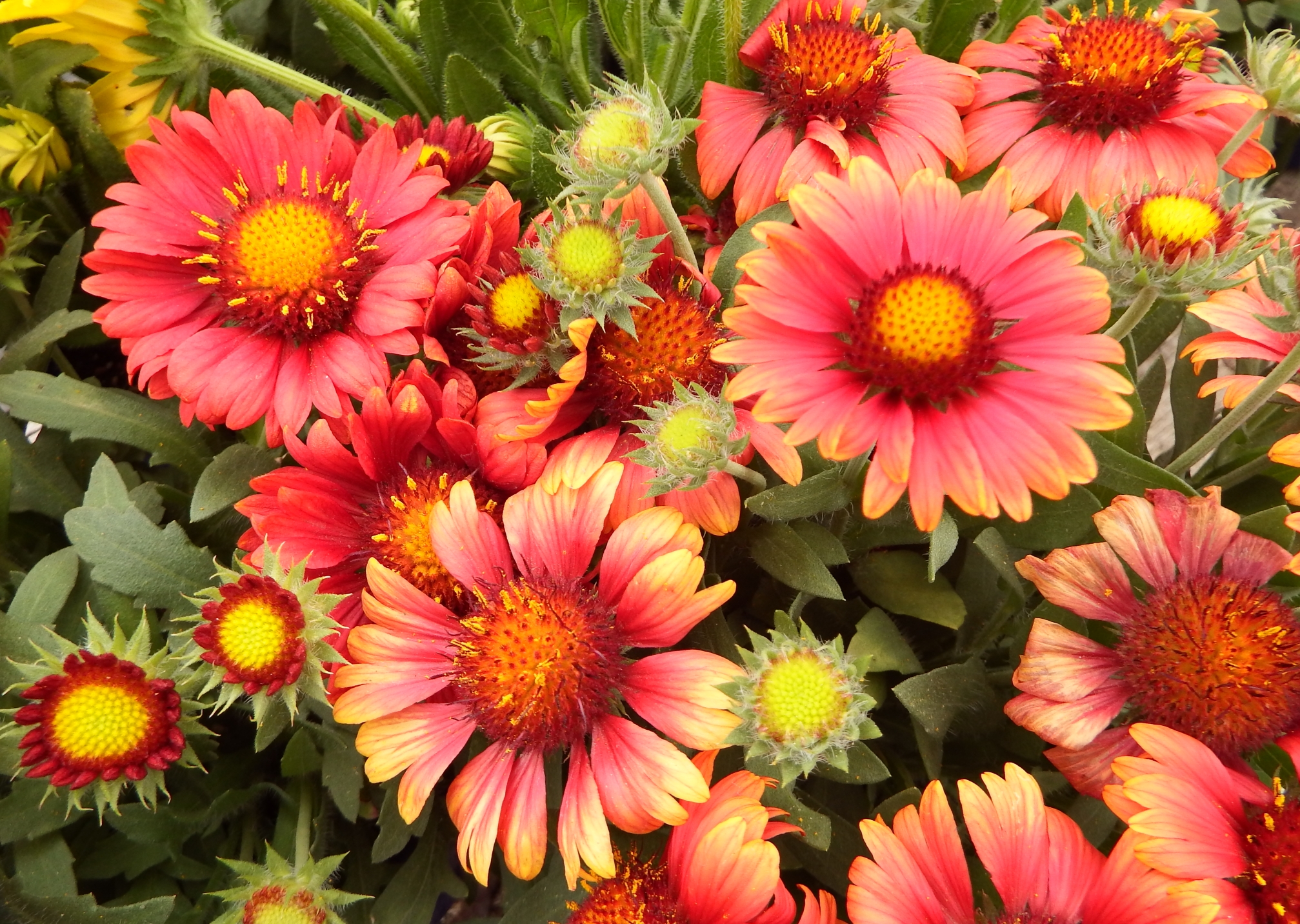 Arizona Shades Gaillardia