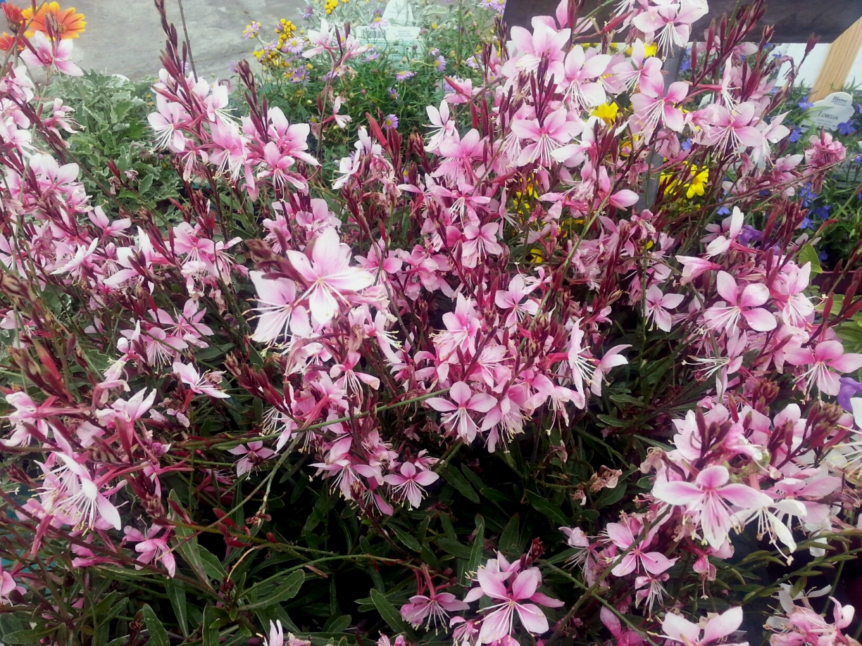 Gaura Cherry Brandy