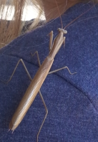 Praying Mantid